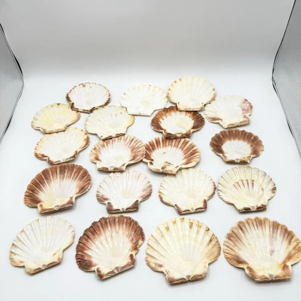 19 Large Irish Flat Scallops Shells Seashells 3.5